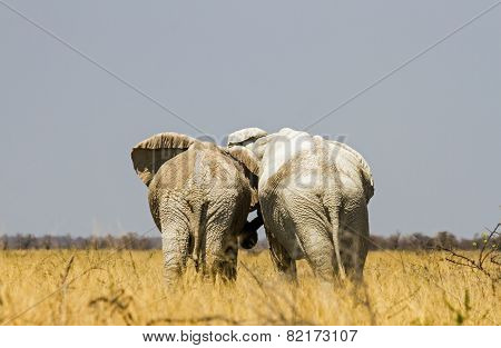 Elephant friends