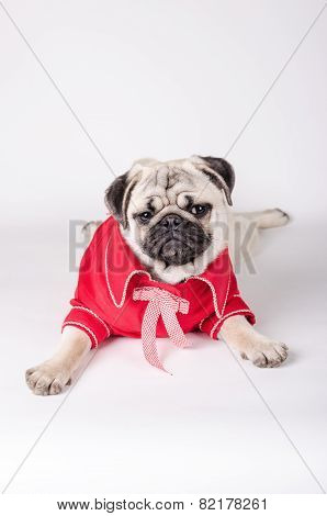 Elegant Dog Dress