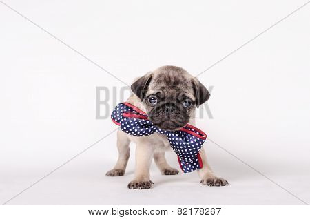 Puppy With A Bow Tie