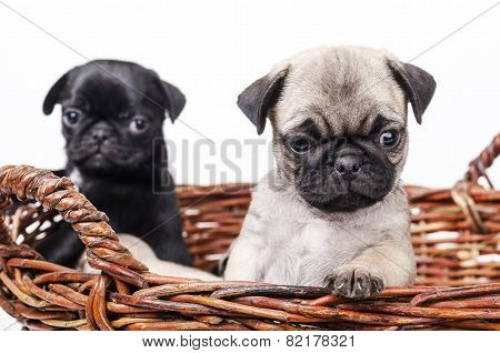 Two Pug In The Basket.