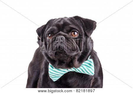 Black Dog With A Tie