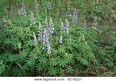 ป่า Lupine (lupinus Perennis)