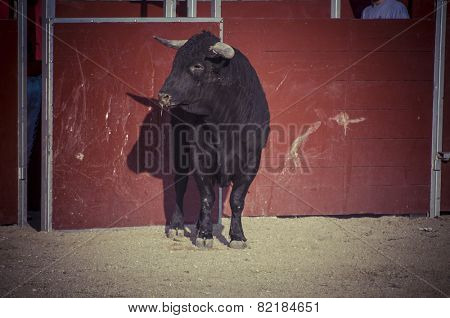 Fighting bull picture from Spain. Black bull