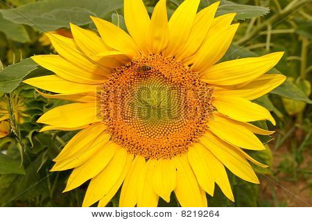 ซันฟลาวเวอร์