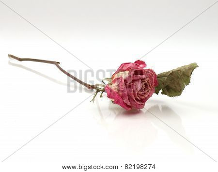 single dried rose