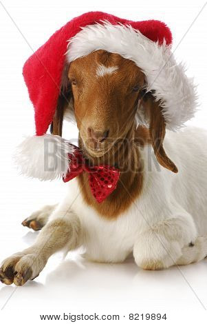Capra vestita con cappello Santa