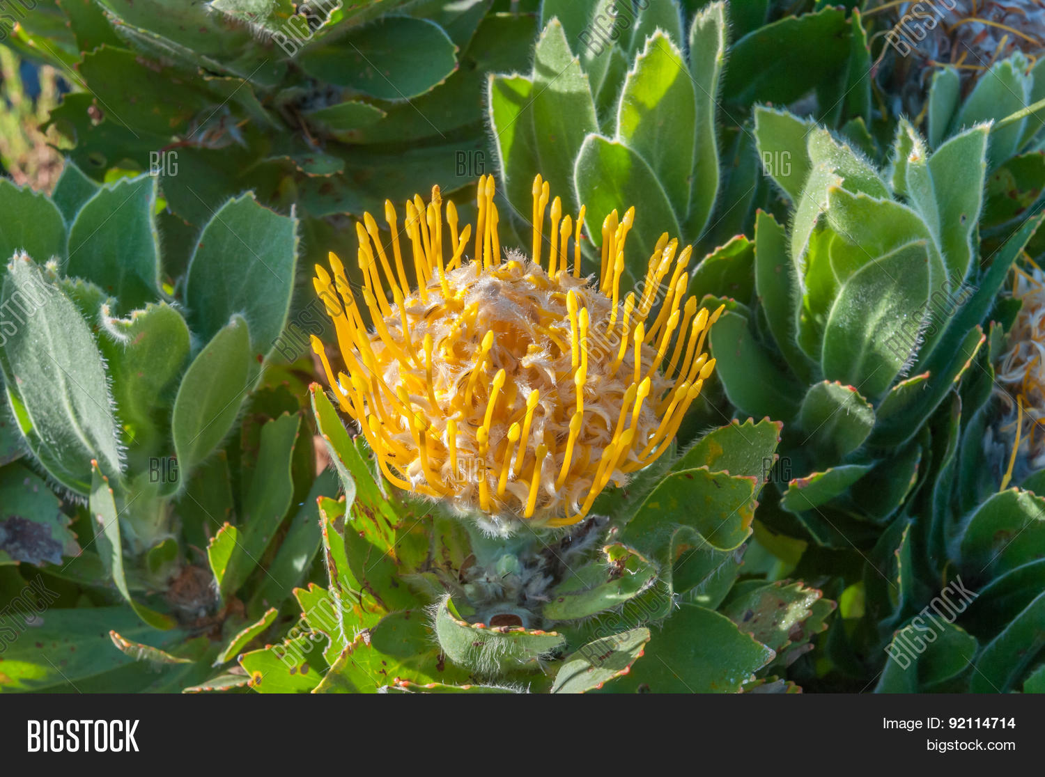 Yellow Pincushion Image & Photo (Free Trial) Bigstock