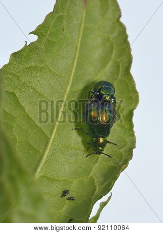 Green Dock Beetle