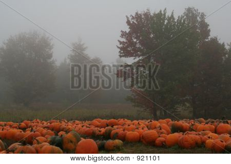 Acadia Pumpkins 4