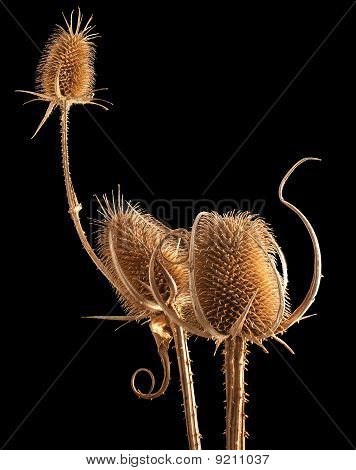 Teasle