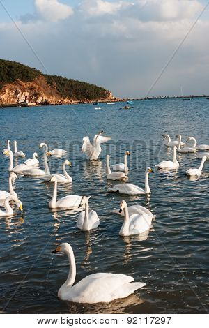 Swan White