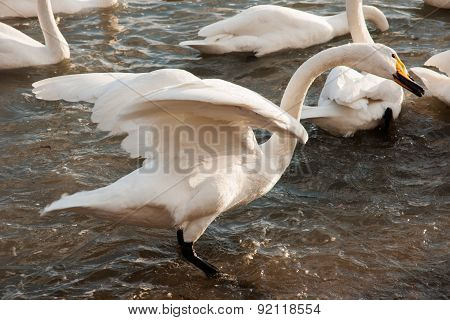 Swan White