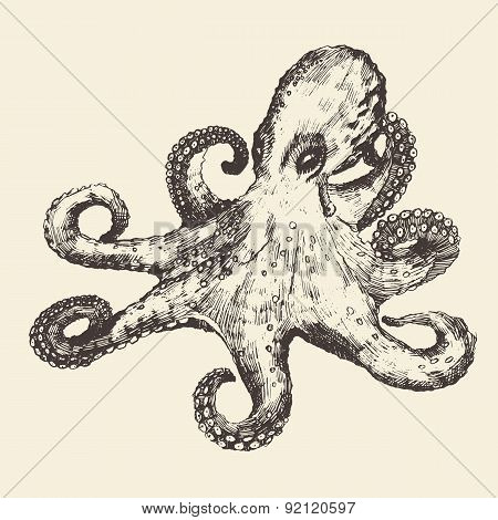 Octopus Vintage Illustration, Hand Drawn, Sketch