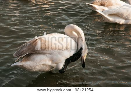 Swan White