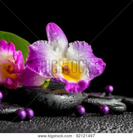 Spa Still Life Of Purple Orchid Dendrobium, Green Leaf Calla Lily With Dew And Pearl Beads On Black