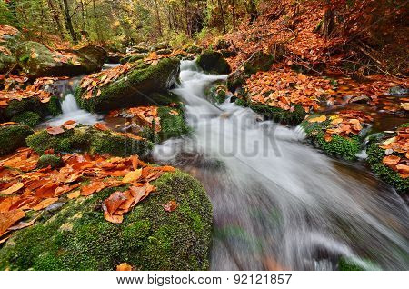 Autumn in the wild