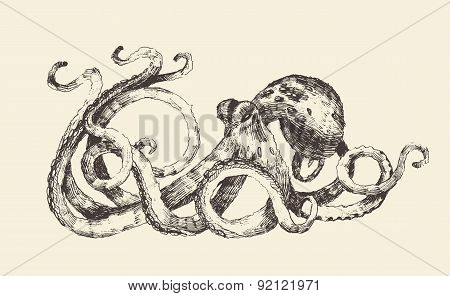 Octopus Vintage Illustration, Hand Drawn, Sketch