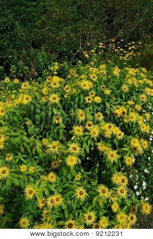 Fiori in giardino Malleny