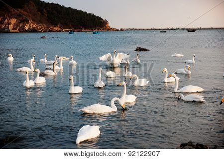 Swan White