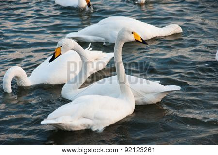 Swan White