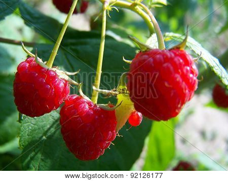 Red rasberry fruits