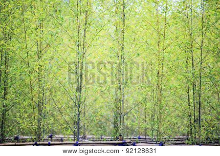 Bamboo