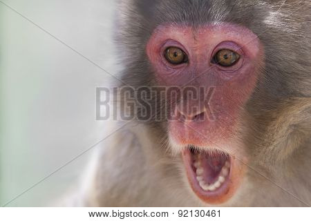 Funny Monkey