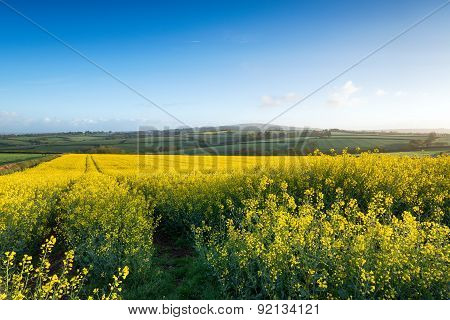 Rapeseed Fields