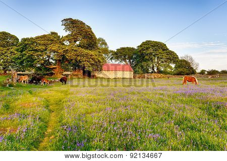 Bluebells At Emsworthy Mire