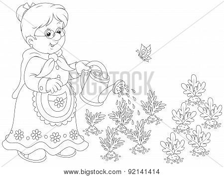Granny watering vegetables