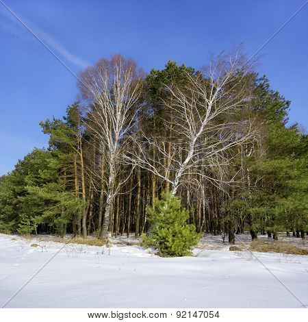 Pine Forest