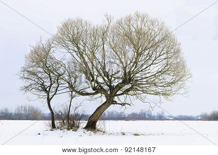 Lonely Tree