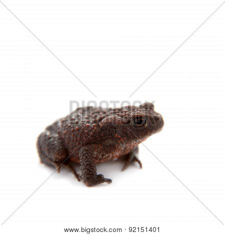 Common or European toad on white
