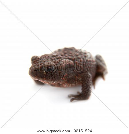 Common or European toad on white
