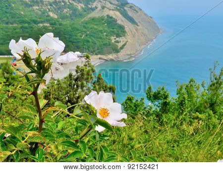 Rose Garden On Sea Coast