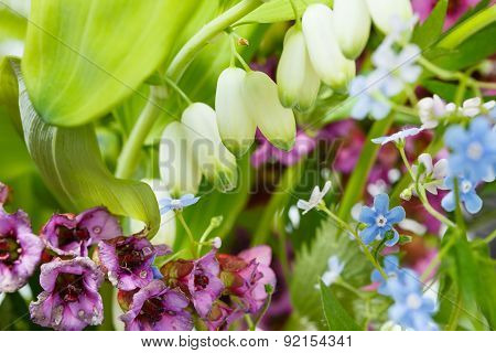 Forget-me-not, Bergenia, Polygonatum Plants