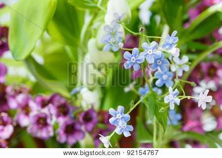Wild Flowers On Green Summer Lawn