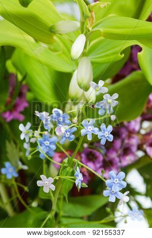 Forget-me-not Flowers On Green Summer Lawn
