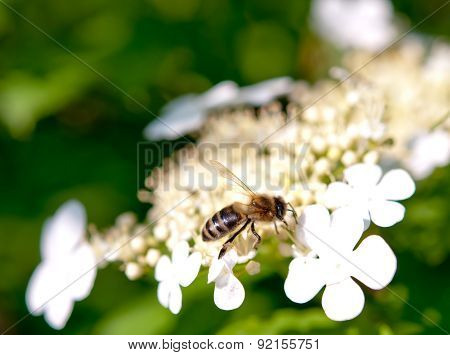 Bee