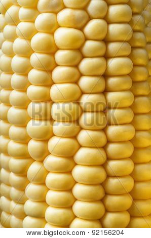 Sweetcorn Cob Close Up