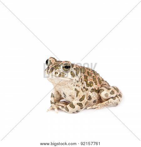 The Egyptian green toad on white