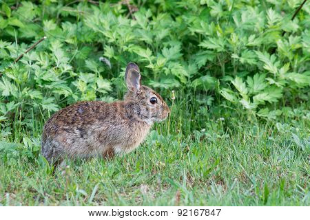 Cottontail Rabbit