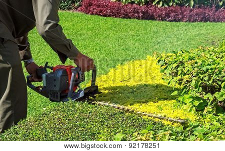 A Man Trimming Shrub With Hedge Trimmer, Closeup