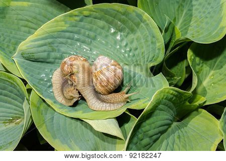 Two Big Snails On A Green Hosta Leafs