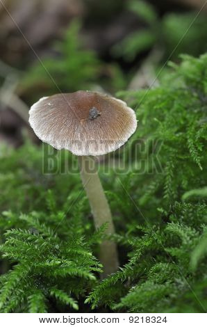 Lactarius Pilz