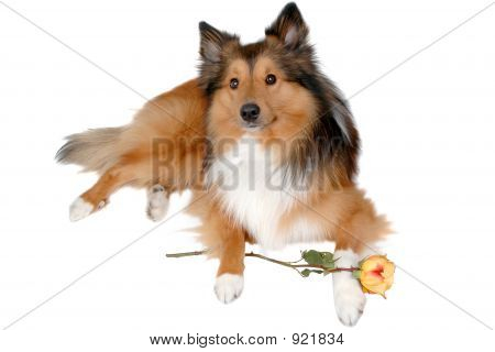 Romantique chien 6