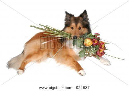 Romantique chien 2