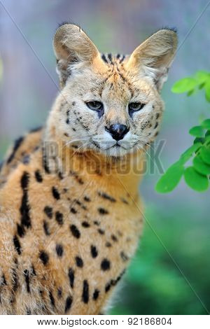Serval