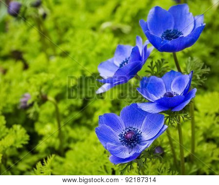 Blue Anemone Flowers