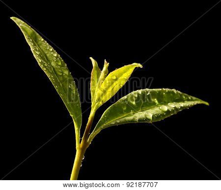 Tea tree (Thea sinensis). The leaves have been used in alternative medicine and other medical systems to treat asthma, angina pectoris, peripheral vascular disease, and coronary artery disease.